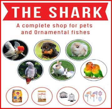 THE%20SHARK