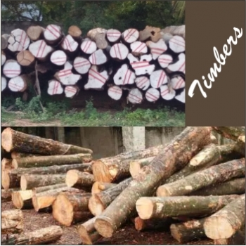 J.M.%20TILES%20%26%20TIMBERS