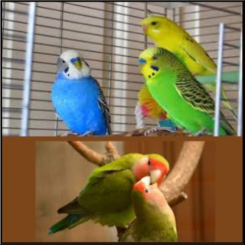 RS%20AQUARIUM%20%26%20PETS%20SHOP