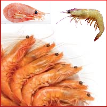 AMF%20DAILY%20FISH