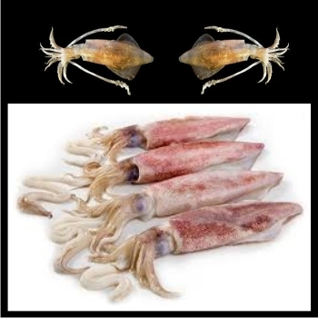 AMF%20DAILY%20FISH