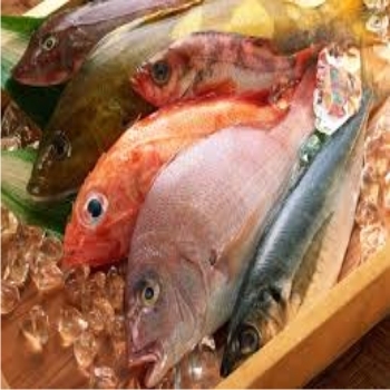 AMF%20DAILY%20FISH