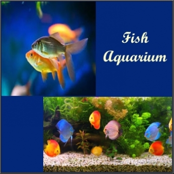 AQUARIUM%20SKY%20MOON