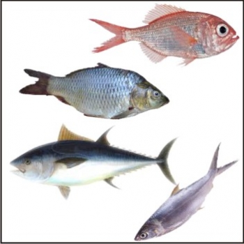 S.K.%20FISHERIES